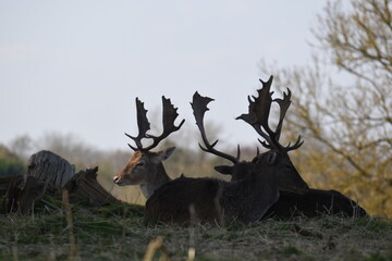 some fallow deer in a park
