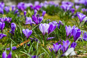 Beautiful purple crocuses blooming in the spring garden.