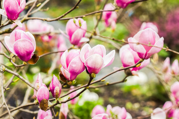 Beautifully blooming magnolia in a spring garden, selective focus.