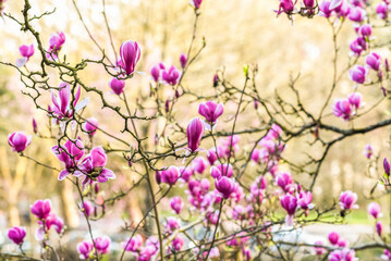 Beautifully blooming magnolia in a spring garden, selective focus.