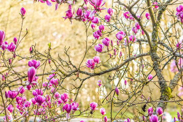 Obraz na płótnie Canvas Beautifully blooming magnolia in a spring garden, selective focus.