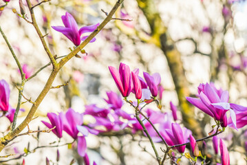 Fototapeta na wymiar Beautifully blooming magnolia in a spring garden, selective focus.