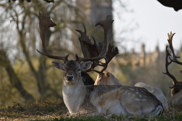 Obraz premium some fallow deer in a park