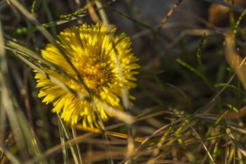 Close up of yellow dandelion flower blooming in early spring. Beautiful nature backgrounds. Sweden.