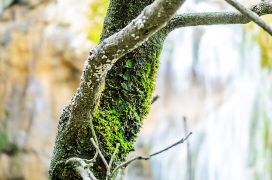 Tree Trunk Covered in Green Moss in front of the Great Waterfall in Plitvice Lakes National Park, Croatia. Blurry Background