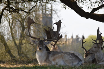 fallow deer in a field