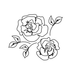 Rose continuous line, outline sketch style vector abstract art.