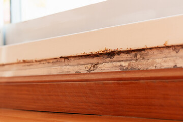 Rust and mildew on a wall above the wood baseboard