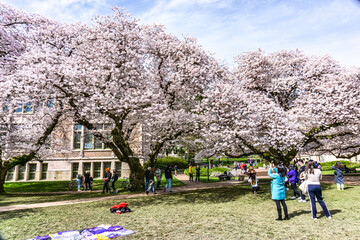 UW Quad Spring Cherry Blossoms 12