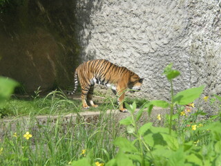 tygrys na swoim wybiegu w zoo