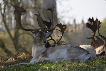 fallow deer in a field