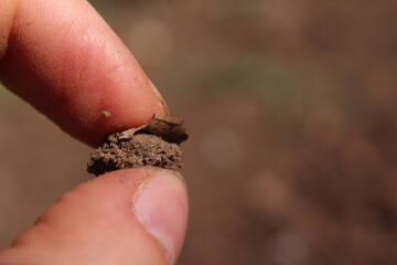 the
hand and the earth
