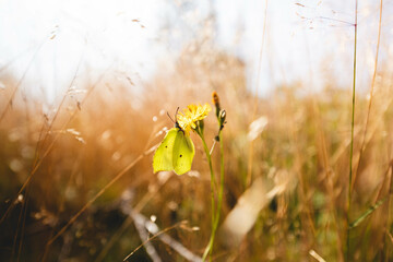 Schmetterling im Feld an Sommertag