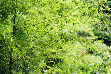 Close up of Bamboo forest with green leaves