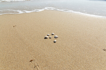Fototapeta na wymiar mussel shells on the beach