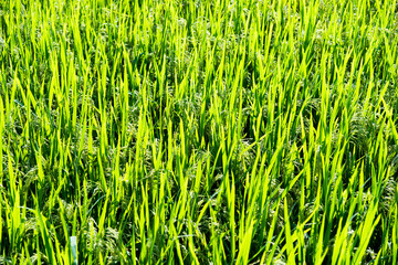 Close up of green rice field