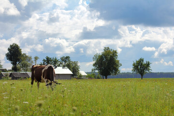 one cow eats juicy grass in a pasture against the backdrop of a village on a cloudy summer day. rural landscape near the farm