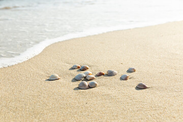 Fototapeta na wymiar mussel shells on the beach