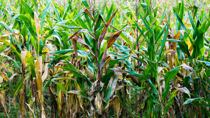 Fototapeta premium Organic corn field at agriculture farm