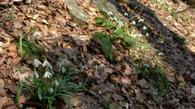 Snowdrop in slight breeze, herald of spring (Galanthus Nivalis) - (4K)