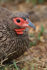 Swainson's Spurfowl, Kruger National Park