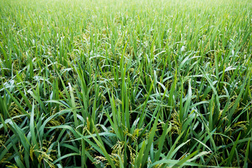 Close up of green rice field