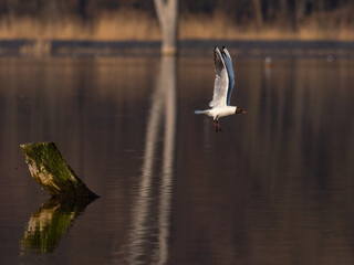 Beautiful nature scene with flying bird Black-headed gull (Chroicocephalus ridibundus). Wildlife shot of flying Black-headed gull (Chroicocephalus ridibundus).