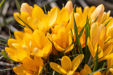 Spring flowers crocuses on a March sunny day