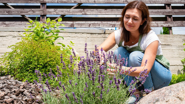 Woman gardener cuts flowers on a lavender bush. Landscape designer at work. Care and cultivation of French lavender plants. Works on landscaping in the garden in Provence style.