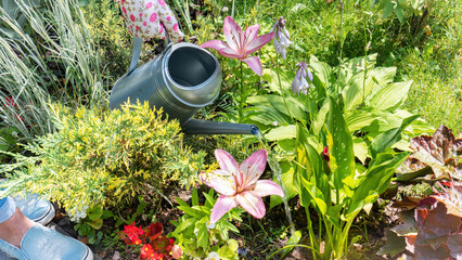 Watering blooming plants in a flower garden with a metal watering can close-up. A gardener in gloves waters lilies and hostas. Gardening as a hobby and a pleasant leisure.