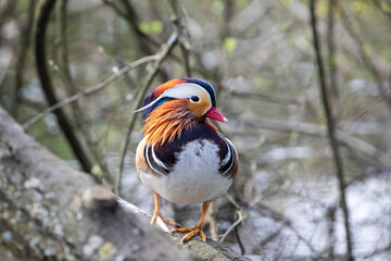 Aix galericulata, mandarin duck perching on the branch