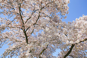 Closup of early spring blooming japanese cherry pink white blossom tree branches against clear blue sky