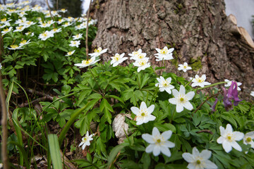 Buschwindröschen im Frühling