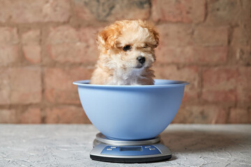 Maltipoo puppy is weighed on a kitchen scale against a brick wall. Close-up, selective focus