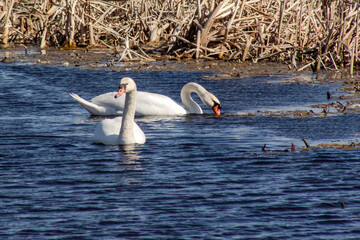 Łabędzie z Doliny Narwi, Podlasie, Polska © podlaski49