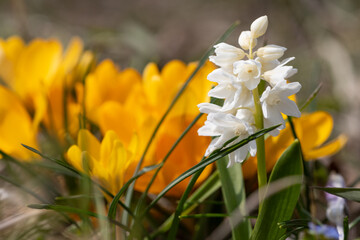 Spring flowers on a March sunny day