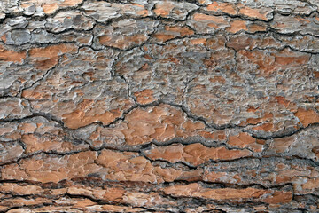 close-up on pine tree trunk. wooden background