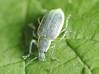 Green weevil, Chlorophanus viridis 
