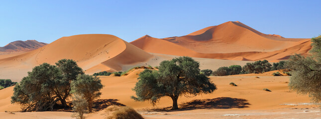 Acacia trees and dunes in the Namib desert / Dunes and camel thorn trees , Vachellia erioloba, in the Namib desert, Sossusvlei, Namibia, Africa. - obrazy, fototapety, plakaty