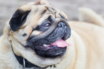 Portrait of a pug dog. Puppy shows tongue