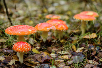 Cluster of poisonous fly agaric mushrooms growing in autumnal forest