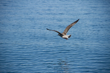 Fototapeta premium seagull flying in the sea