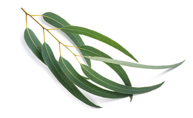 Eucalyptus branch