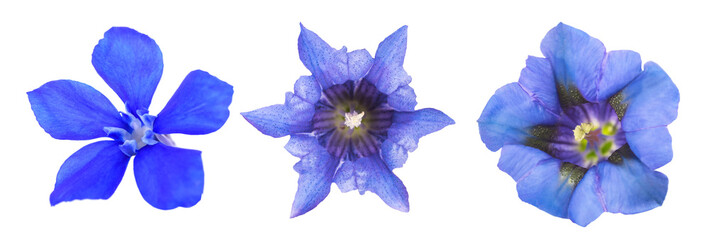 Set of various gentians