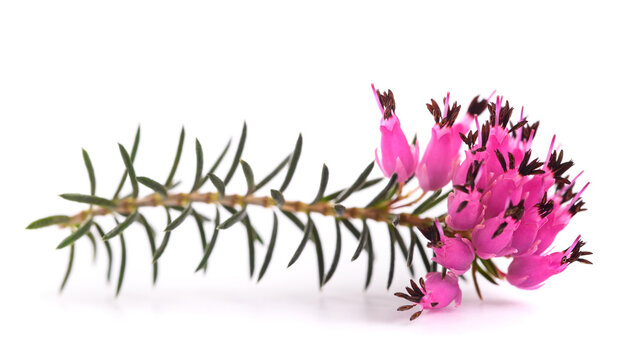 Purple heather flowers