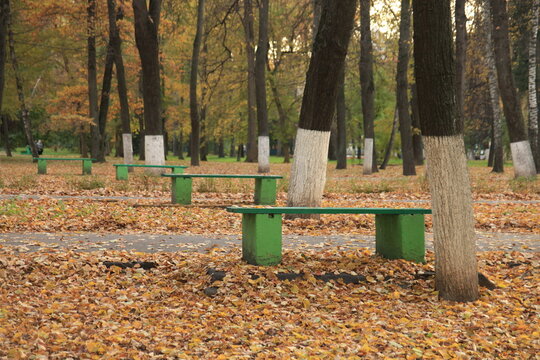 Green beches in old park 