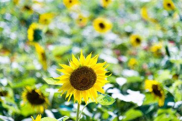 Close up of sunflower on a field