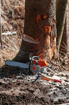 Hookaroon and chainsaw resting next to spruce tree with visible wedge cut out