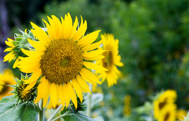 Yellow sunflowers in the field
