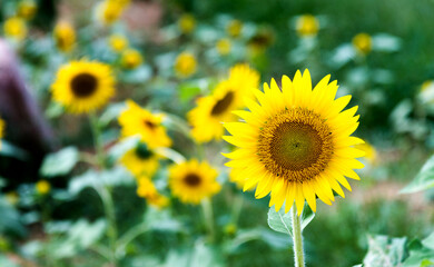 Obraz premium Yellow sunflowers in the field